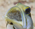 A lot of searching and a lot of luck to find this male Yellowhead Jawfish incubating eggs on Little Cayman Island, BWI. The eggs are just about to hatch. 